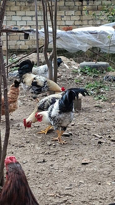 Toyuq, Damazlıq lalafo.az -da Toyuq, Damazlıq