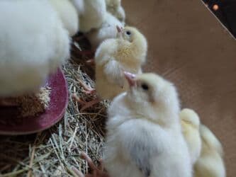 Toyuq cücələri, Ətlik, Ünvandan götürmə, Ödənişli çatdırılma lalafo.az -da Toyuq cücələri, Ətlik, Ünvandan götürmə, Ödənişli çatdırılma