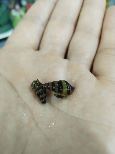 Akvarium__ fish: Sülhsevər, Ünvandan götürmə, Pulsuz çatdırılma, Ödənişli çatdırılma lalafo.az -da Akvarium__ fish: Sülhsevər, Ünvandan götürmə, Pulsuz çatdırılma, Ödənişli çatdırılma