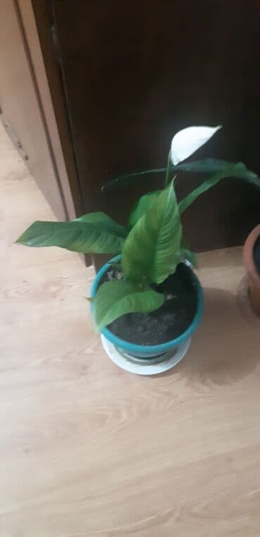 Qadın xoşbəxtliyi gülükala böyük çiçək açır lalafo.az -da Qadın xoşbəxtliyi gülükala böyük çiçək açır