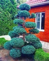 Удобрения: Thuja toxumları, sərv, Arizona sərv, mavi thuja, qərb thuja və şərq at lalafo.az — 1 Удобрения: Thuja toxumları, sərv, Arizona sərv, mavi thuja, qərb thuja və şərq — 1