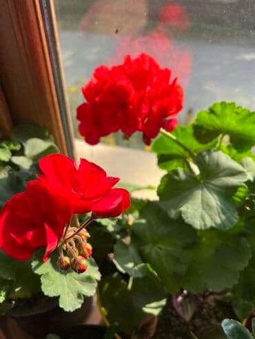 Müxtəlif dekorativ otaq bitkiləri kolleksiyası - Kompozit sükulent lalafo.az -da Müxtəlif dekorativ otaq bitkiləri kolleksiyası - Kompozit sükulent