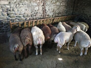 Gencede hər cür xeyir iş üçün qurbanlıq toy nişan üçün quzularimiz lalafo.az -da Gencede hər cür xeyir iş üçün qurbanlıq toy nişan üçün quzularimiz