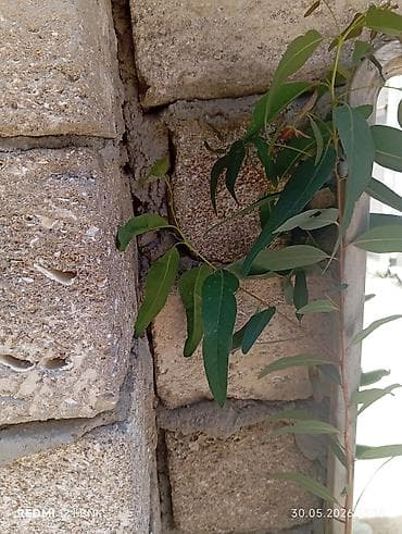 Ekalipt (Eucalyptus) tingləri – qara plastik qablarda əkilmiş, açıq lalafo.az -da Ekalipt (Eucalyptus) tingləri – qara plastik qablarda əkilmiş, açıq