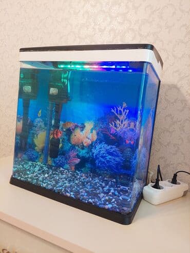 Dördbucaq akvarium, Balıqlarla birlikdə, 40 l, Ünvandan götürmə lalafo.az -da Dördbucaq akvarium, Balıqlarla birlikdə, 40 l, Ünvandan götürmə