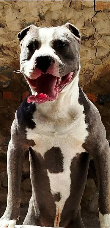 Pitbul, 9 ay, Erkek, Peyvəndli lalafo.az -da Pitbul, 9 ay, Erkek, Peyvəndli