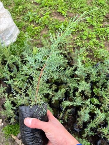 Majevik sürünən yolka lalafo.az -da Majevik sürünən yolka