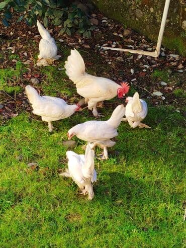 Ağ yaponkalar satılır biri 20 manat tək xoruz satılmır cüt satılır lalafo.az -da Ağ yaponkalar satılır biri 20 manat tək xoruz satılmır cüt satılır