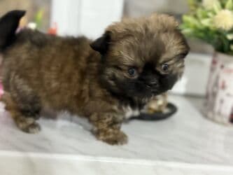 Pekines, 2 ay, Dişi, Peyvəndli lalafo.az -da Pekines, 2 ay, Dişi, Peyvəndli