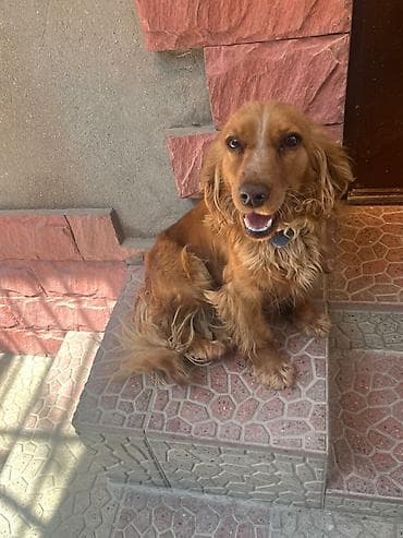 Koker spaniyel, 1 il, Dişi lalafo.az -da Koker spaniyel, 1 il, Dişi