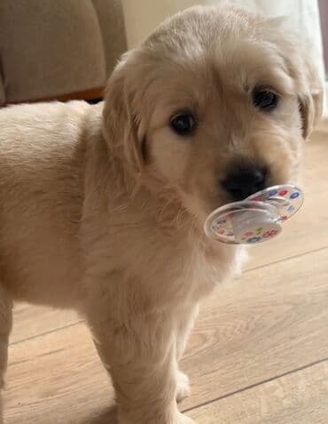 Labrador-retriver, 2 ay, Dişi lalafo.az -da Labrador-retriver, 2 ay, Dişi