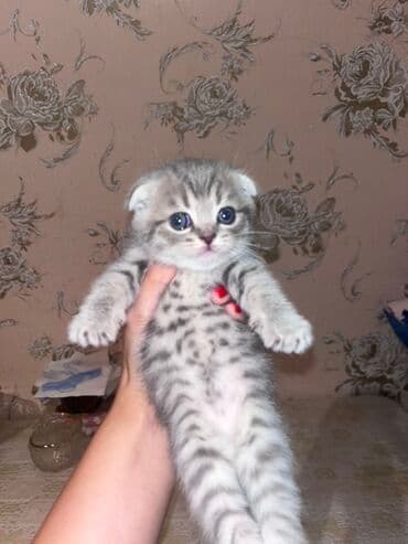 Şotland yastı qulaq, Ünvandan götürmə, Ödənişli çatdırılma lalafo.az -da Şotland yastı qulaq, Ünvandan götürmə, Ödənişli çatdırılma