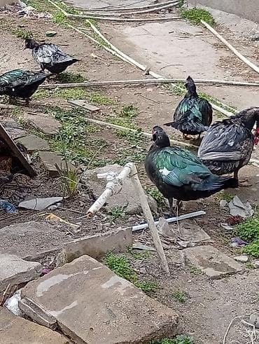 Dişi, | Lal ördək, Ətlik lalafo.az -da Dişi, | Lal ördək, Ətlik