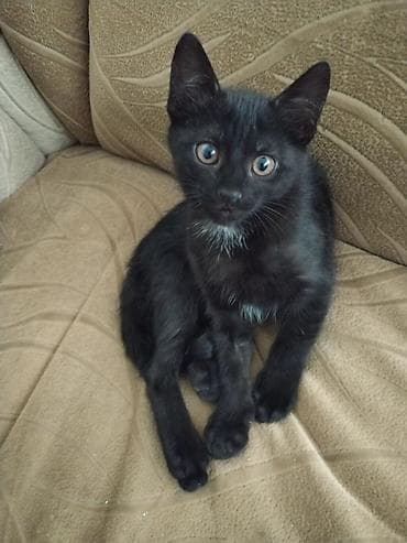 Котёнок в добрые руки к лотку приучен кушает самостоятельно lalafo.az -da Котёнок в добрые руки к лотку приучен кушает самостоятельно