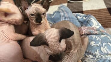 Sfinks lalafo.az -da Sfinks