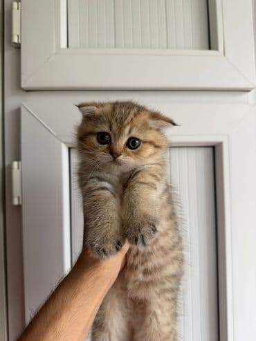 Şinşilla, Erkək lalafo.az -da Şinşilla, Erkək