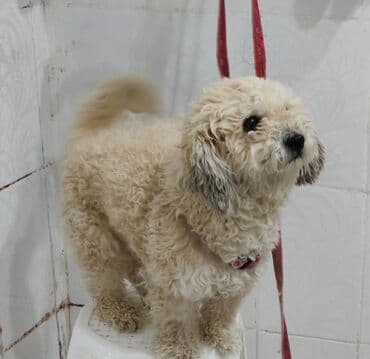 Pudel, 6 il, Erkek, Ünvandan götürmə lalafo.az -da Pudel, 6 il, Erkek, Ünvandan götürmə