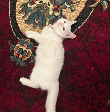 Dişi lalafo.az -da Dişi