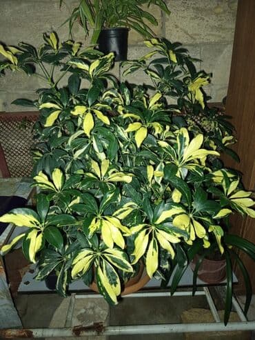 Şeflera (Schefflera Arboricola) – variegat yarpaqlı dekorativ otaq lalafo.az -da Şeflera (Schefflera Arboricola) – variegat yarpaqlı dekorativ otaq