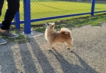 Çixuahua, 5 il, Erkek, Cütləşmə üçün, Ünvandan götürmə lalafo.az -da Çixuahua, 5 il, Erkek, Cütləşmə üçün, Ünvandan götürmə