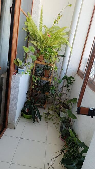 Кухонные краны: Перегородка, Прямоугольная at lalafo.az — 22 Кухонные краны: Перегородка, Прямоугольная — 22