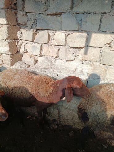 2 qarin dogub cavandir lalafo.az -da 2 qarin dogub cavandir