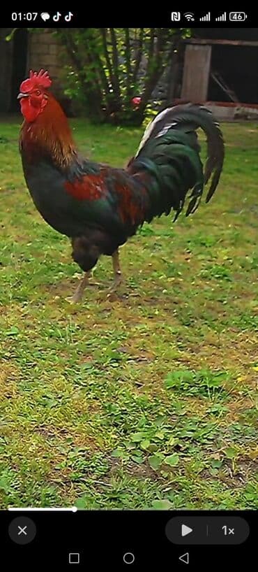 Cins: Xarakterik rəngli xoruz Rəng: Parlaq qırmızı baş-tac və boyun lalafo.az -da Cins: Xarakterik rəngli xoruz Rəng: Parlaq qırmızı baş-tac və boyun