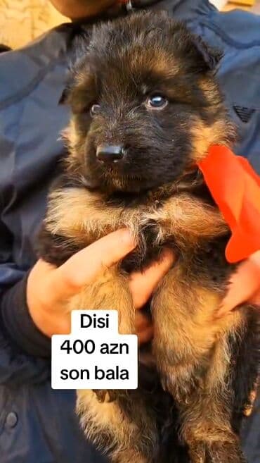 Ana ve Ata burda paylasilib tam orginal cins disi balamiz son bir dene lalafo.az -da Ana ve Ata burda paylasilib tam orginal cins disi balamiz son bir dene