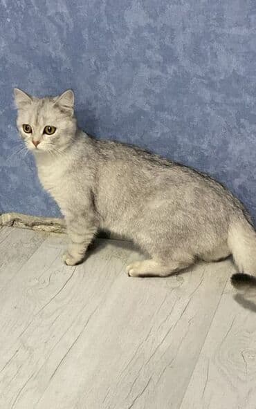 Britan, Dişi, Yaxşı əllərə, Ünvandan götürmə lalafo.az -da Britan, Dişi, Yaxşı əllərə, Ünvandan götürmə