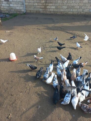 Məhsul: 60 quşdu kom satılır uçuşlarınada qarantiya verilir. öz lalafo.az -da Məhsul: 60 quşdu kom satılır uçuşlarınada qarantiya verilir. öz