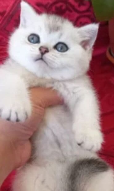 Britan, Erkək, Yaxşı əllərə, Ünvandan götürmə lalafo.az -da Britan, Erkək, Yaxşı əllərə, Ünvandan götürmə