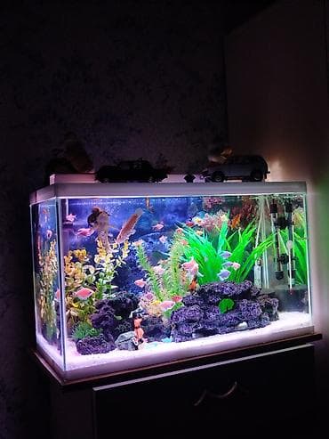 Şık şüşə akvarium komplekti - Təmiz xətləri olan düzbucaqlı şüşə lalafo.az -da Şık şüşə akvarium komplekti - Təmiz xətləri olan düzbucaqlı şüşə