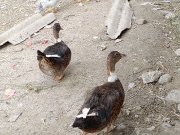 Salam Aleykum Lal ördekle səsli ördeyin cütleşmesinin nəticəsidir bu lalafo.az -da Salam Aleykum Lal ördekle səsli ördeyin cütleşmesinin nəticəsidir bu