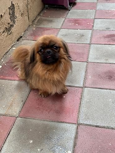 Pekingese ev itidi peyvəndide olunub lalafo.az -da Pekingese ev itidi peyvəndide olunub