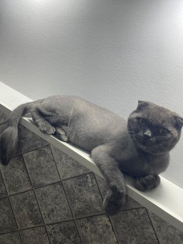 Britan yastı qulaq, Erkək lalafo.az -da Britan yastı qulaq, Erkək