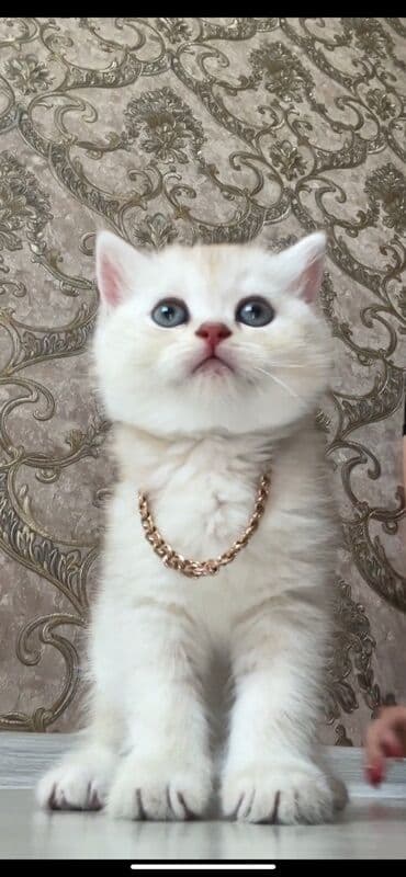 Britan, Erkək, Yaxşı əllərə lalafo.az -da Britan, Erkək, Yaxşı əllərə