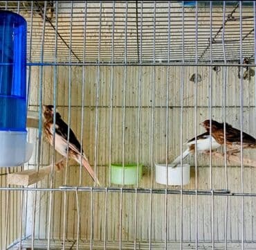 Bülbülərin satışı lalafo.az -da Bülbülərin satışı