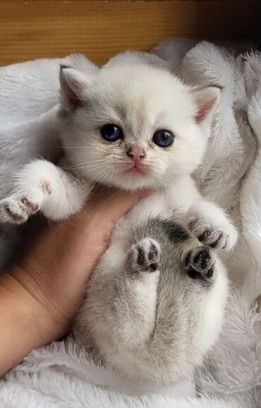 Şinşilla lalafo.az -da Şinşilla