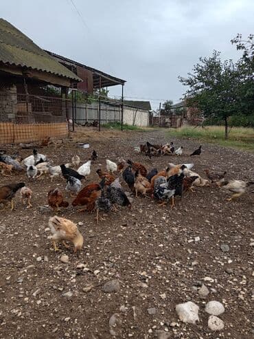 Toyuq, Damazlıq lalafo.az -da Toyuq, Damazlıq