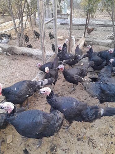 Ferma quşları satılır – şəkillərdə olan növlər: - Hind quşları lalafo.az -da Ferma quşları satılır – şəkillərdə olan növlər: - Hind quşları