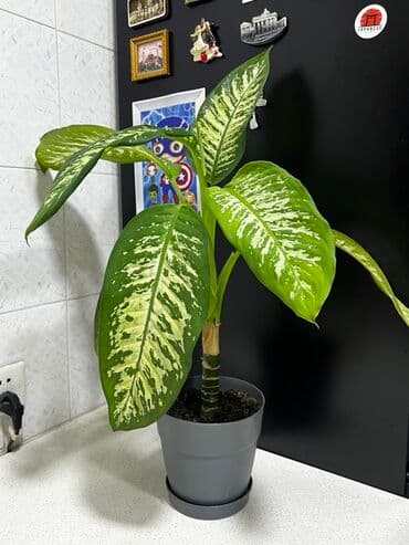 Удобрения: Dieffenbachia (kamış diffenbaxiya) – dekorativ yarpaqlı otaq bitkisi at lalafo.az — 3 Удобрения: Dieffenbachia (kamış diffenbaxiya) – dekorativ yarpaqlı otaq bitkisi — 3