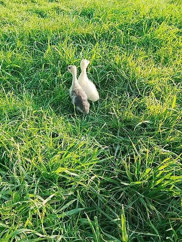 Qaz balaları satılır. - Şəkildəki kimi sağlam, aktiv qaz balaları - lalafo.az -da Qaz balaları satılır. - Şəkildəki kimi sağlam, aktiv qaz balaları -