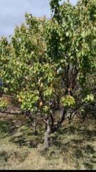 26 sot, Tikinti, Mülkiyyətçi, Kupça (Çıxarış) lalafo.az -da 26 sot, Tikinti, Mülkiyyətçi, Kupça (Çıxarış)