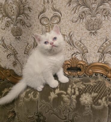 Britan lalafo.az -da Britan