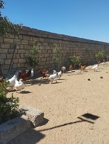 Təbii şəraitdə saxlanılan ev toyuqları - Açıq havada, geniş həyətdə lalafo.az -da Təbii şəraitdə saxlanılan ev toyuqları - Açıq havada, geniş həyətdə