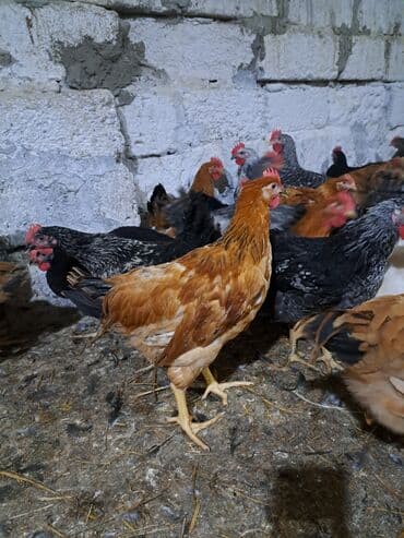 Tam saglam 3 ayliy heyvanlardi cekileri 1.400. 1700 arasidi lalafo.az -da Tam saglam 3 ayliy heyvanlardi cekileri 1.400. 1700 arasidi