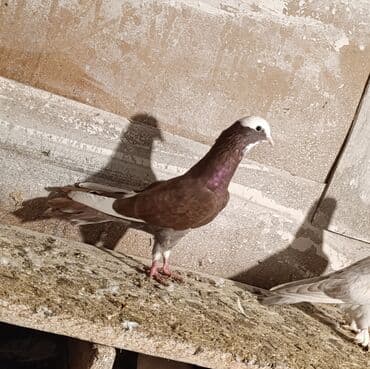 Quş göz qabağındadır babayeviski ağ baş tutulmadı saqlamda quşdu boş lalafo.az -da Quş göz qabağındadır babayeviski ağ baş tutulmadı saqlamda quşdu boş