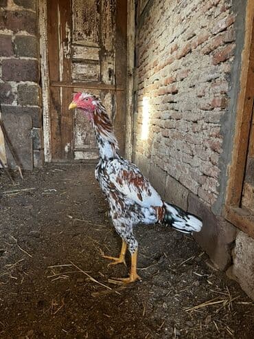 7 ayna təzə keçib təzə təzə qığıldanır ayılmıyıf hələ real alan zəng lalafo.az -da 7 ayna təzə keçib təzə təzə qığıldanır ayılmıyıf hələ real alan zəng