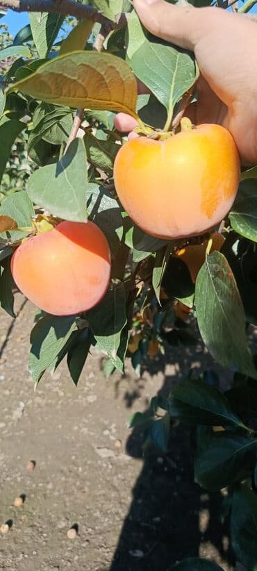 Сухофрукты: Məhsulun heç bir çürüyü yoxdur.Ağacda qalıb dərilmiyib.Kim istəyir at lalafo.az — 3 Сухофрукты: Məhsulun heç bir çürüyü yoxdur.Ağacda qalıb dərilmiyib.Kim istəyir — 3