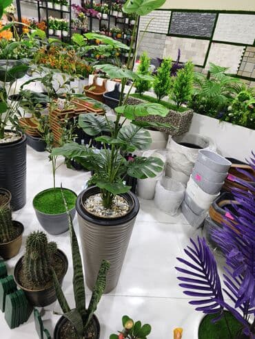 Dekorativ otaq bitkiləri və aksesuarları - Süni və canlı dekorativ lalafo.az -da Dekorativ otaq bitkiləri və aksesuarları - Süni və canlı dekorativ